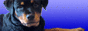 Le Monde Des Rottweilers