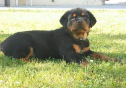 Le Monde Des Rottweilers | SAMSUNG DIGITAL CAMERA