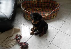 Le Monde Des Rottweilers | SAMSUNG DIGITAL CAMERA