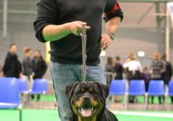 Le Monde Des Rottweilers | 1941416 296162887198325 1564017845 o