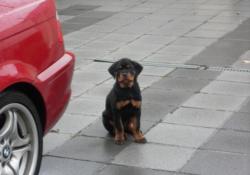 Le Monde Des Rottweilers | SAMSUNG DIGITAL CAMERA