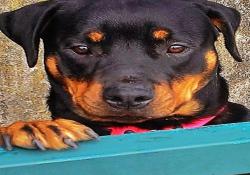 Le Monde Des Rottweilers | Photo0165