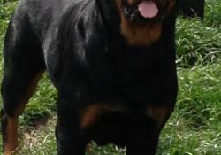 Le Monde Des Rottweilers | Foxy 26 mois