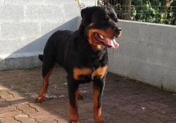 Le Monde Des Rottweilers | Horus 7 mois  2