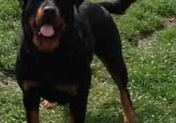 Le Monde Des Rottweilers | IMG 0911