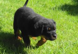 Le Monde Des Rottweilers | 14613-windows-broken-screen